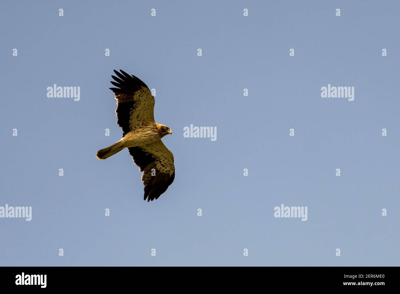 Zwergadler Hieraetus pennatus Costa Ballena Cadiz Spanien Stockfoto