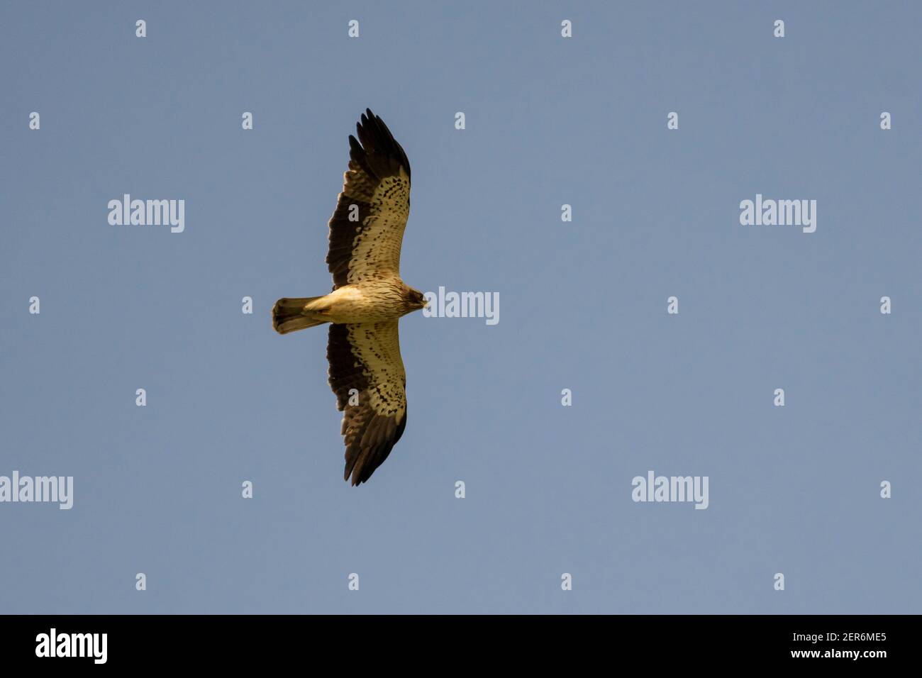 Zwergadler Hieraetus pennatus Costa Ballena Cadiz Spanien Stockfoto