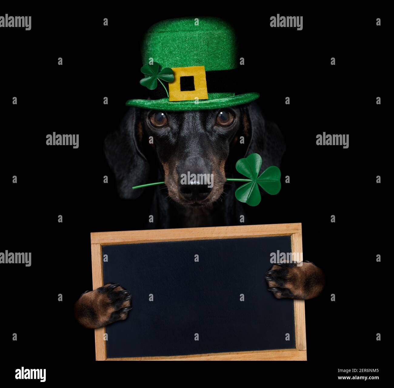 st. patricks Tag Dackel Wurst Hund mit Glück Klee isoliert auf schwarz dunkel dramtischen Hintergrund, hält Tafel Banner Poster Stockfoto