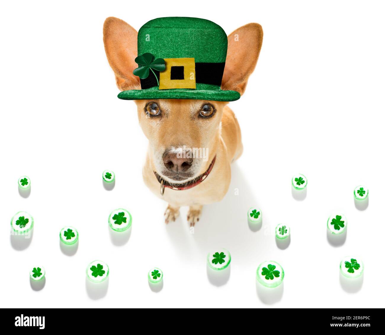 st. patricks Tag chihuahua Hund mit glücklichen Klee isoliert auf Schwarzer, dunkler dramtischer Hintergrund Stockfoto