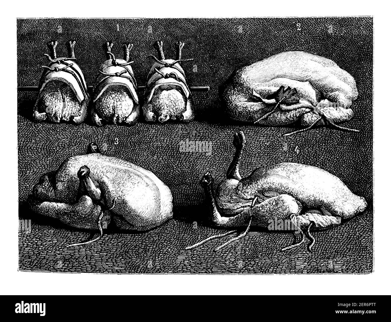 Antike Illustration von Hühnern - bereit zum Kochen. Veröffentlicht in Le livre de cuisine, par Jules Goufe, Librarie Hachette et Cie (Paris, 1874). Stockfoto