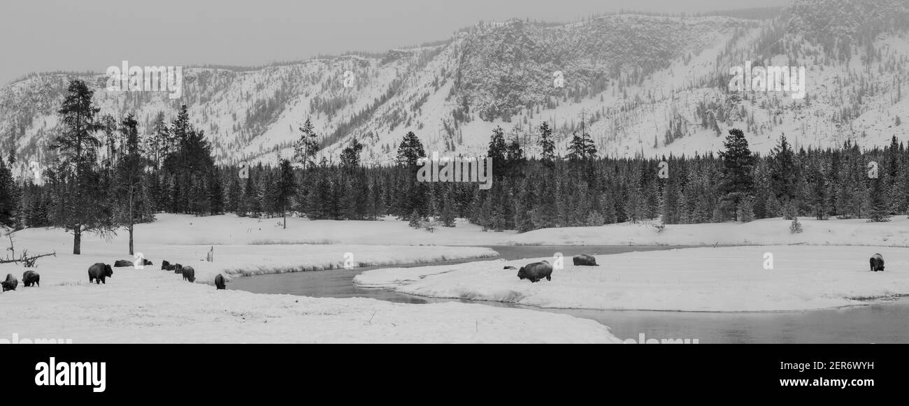 USA, Wyoming, West Yellowstone, Yellowstone National Park. Bison im Schnee (WILD: Bison Bison) das größte Säugetier in Nordamerika. S/W Stockfoto