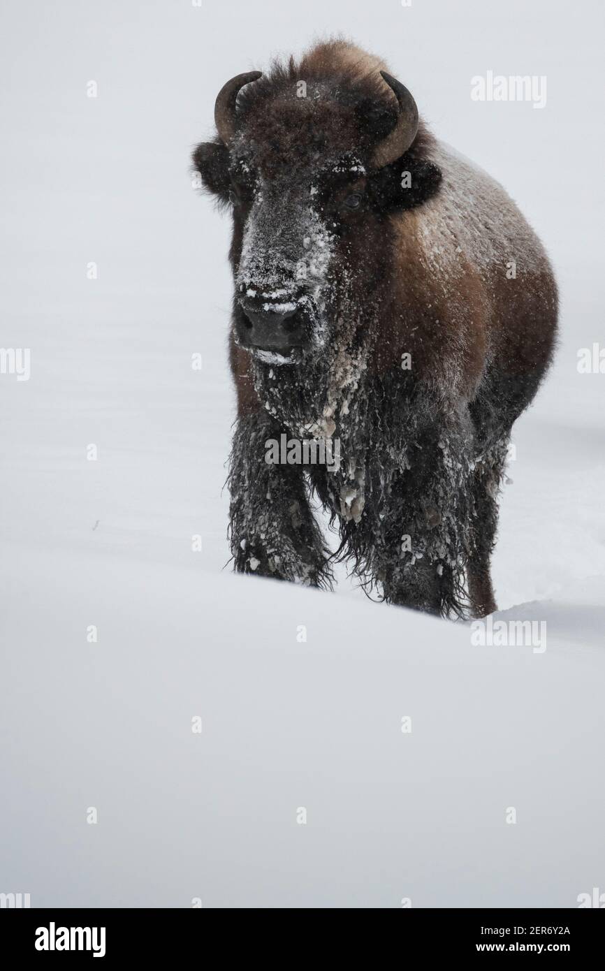 USA, Wyoming, Yellowstone National Park. Bison im Schnee (WILD: Bison Bison) unter null Temps. Stockfoto