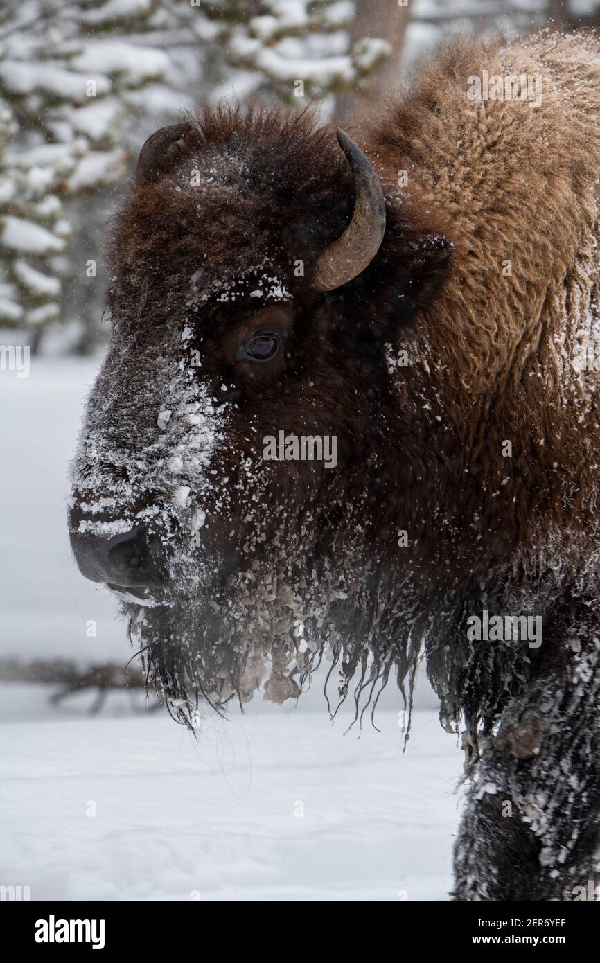 USA, Wyoming, Yellowstone National Park. Bison im Schnee (WILD: Bison Bison) Kopf Detail mit Eis bei -15 Grad F. Stockfoto