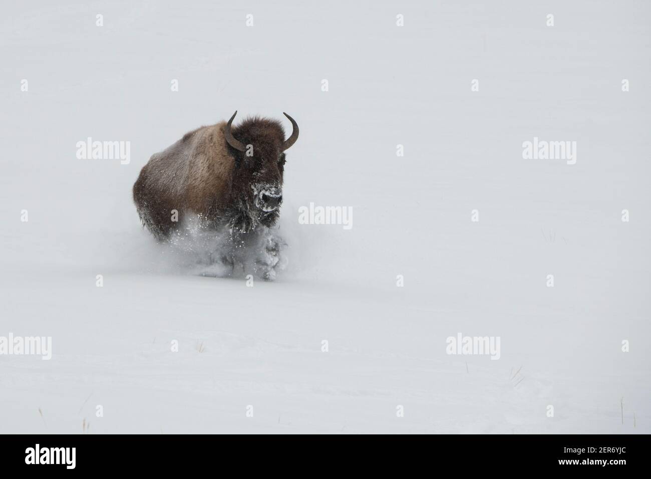USA, Wyoming, Yellowstone National Park. Einzelbulle Bison läuft im Tiefschnee (WILD: Bison Bison) Stockfoto