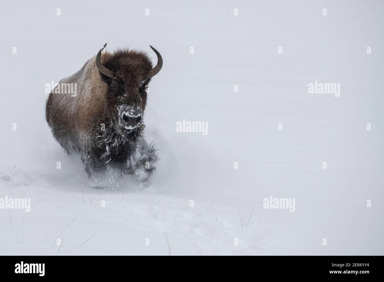 USA, Wyoming, Yellowstone National Park. Einzelbulle Bison läuft im Tiefschnee (WILD: Bison Bison) Stockfoto
