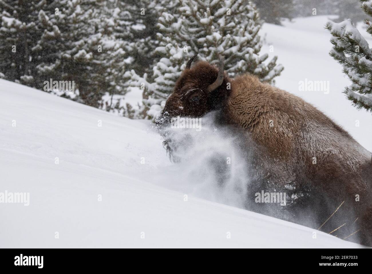 USA, Wyoming, Yellowstone National Park. Bison im Tiefschnee (WILD: Bison Bison) unter null Temps. Stockfoto