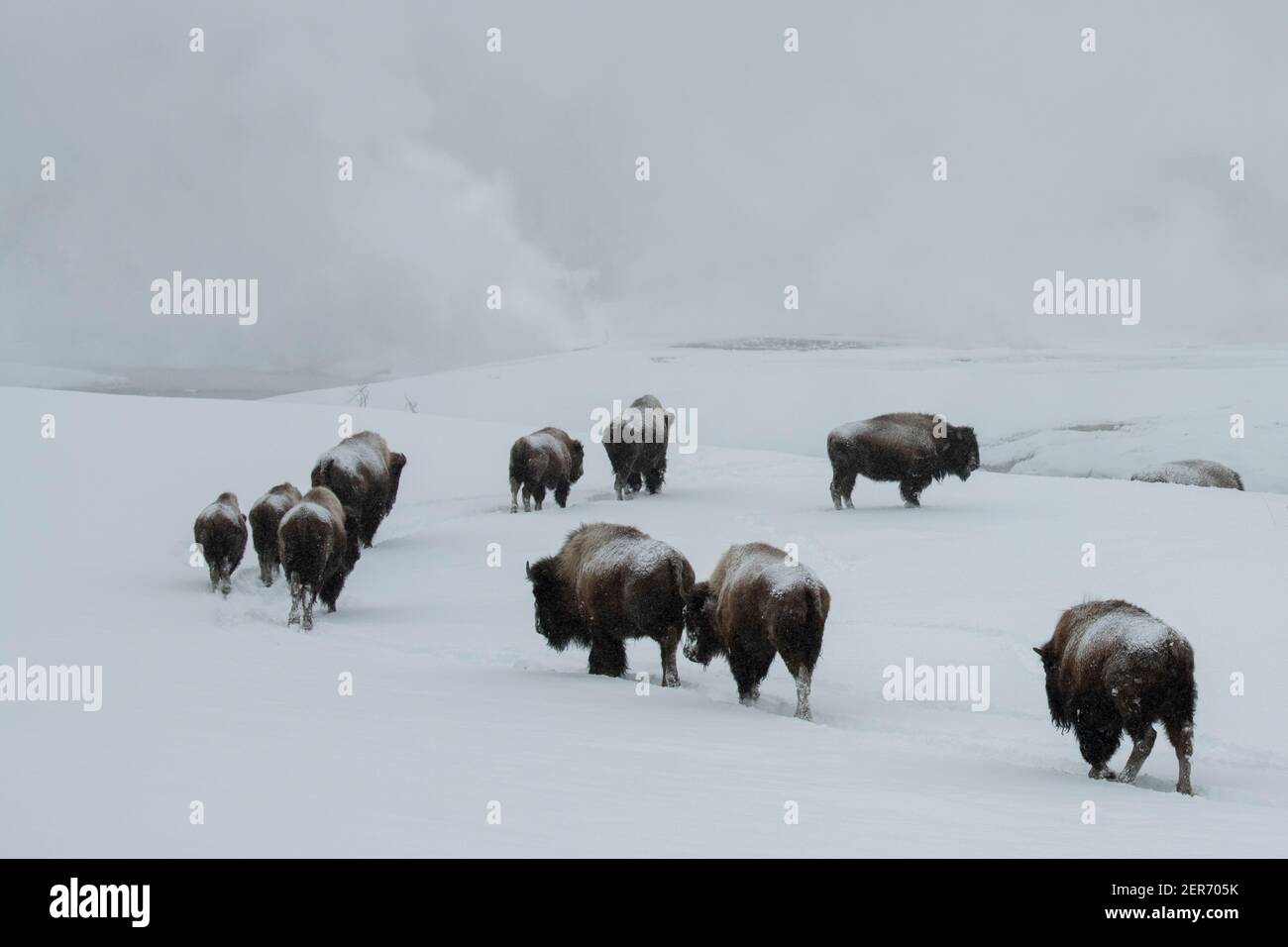 USA, Wyoming, Yellowstone National Park. Bison im Schnee (WILD: Bison Bison) das größte Säugetier in Nordamerika. Stockfoto