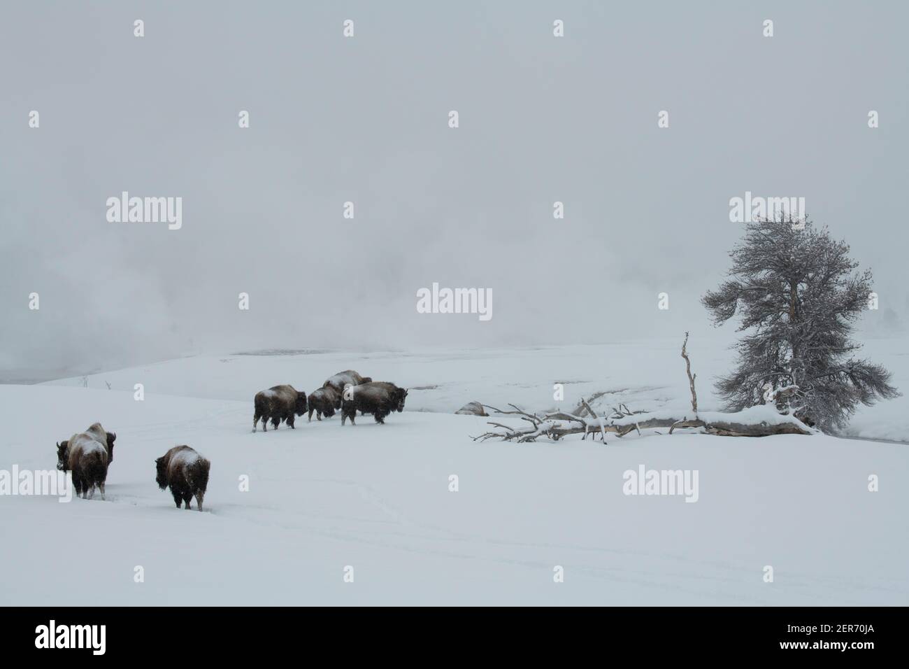 USA, Wyoming, Yellowstone National Park. Bison im Schnee (WILD: Bison Bison) das größte Säugetier in Nordamerika. Stockfoto