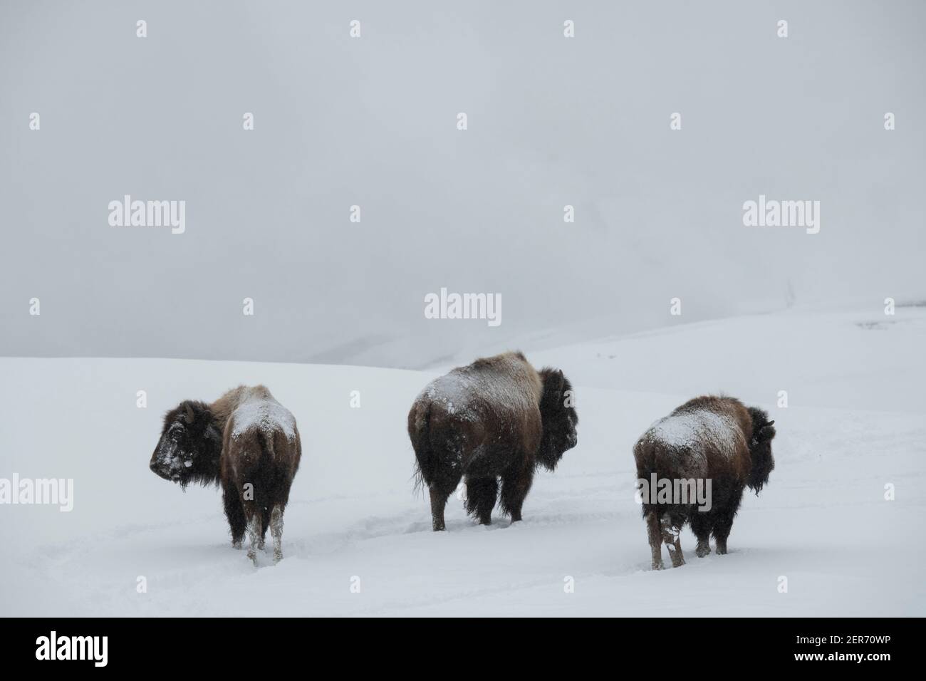 USA, Wyoming, Yellowstone National Park. Bison im Schnee (WILD: Bison Bison) das größte Säugetier in Nordamerika. Stockfoto