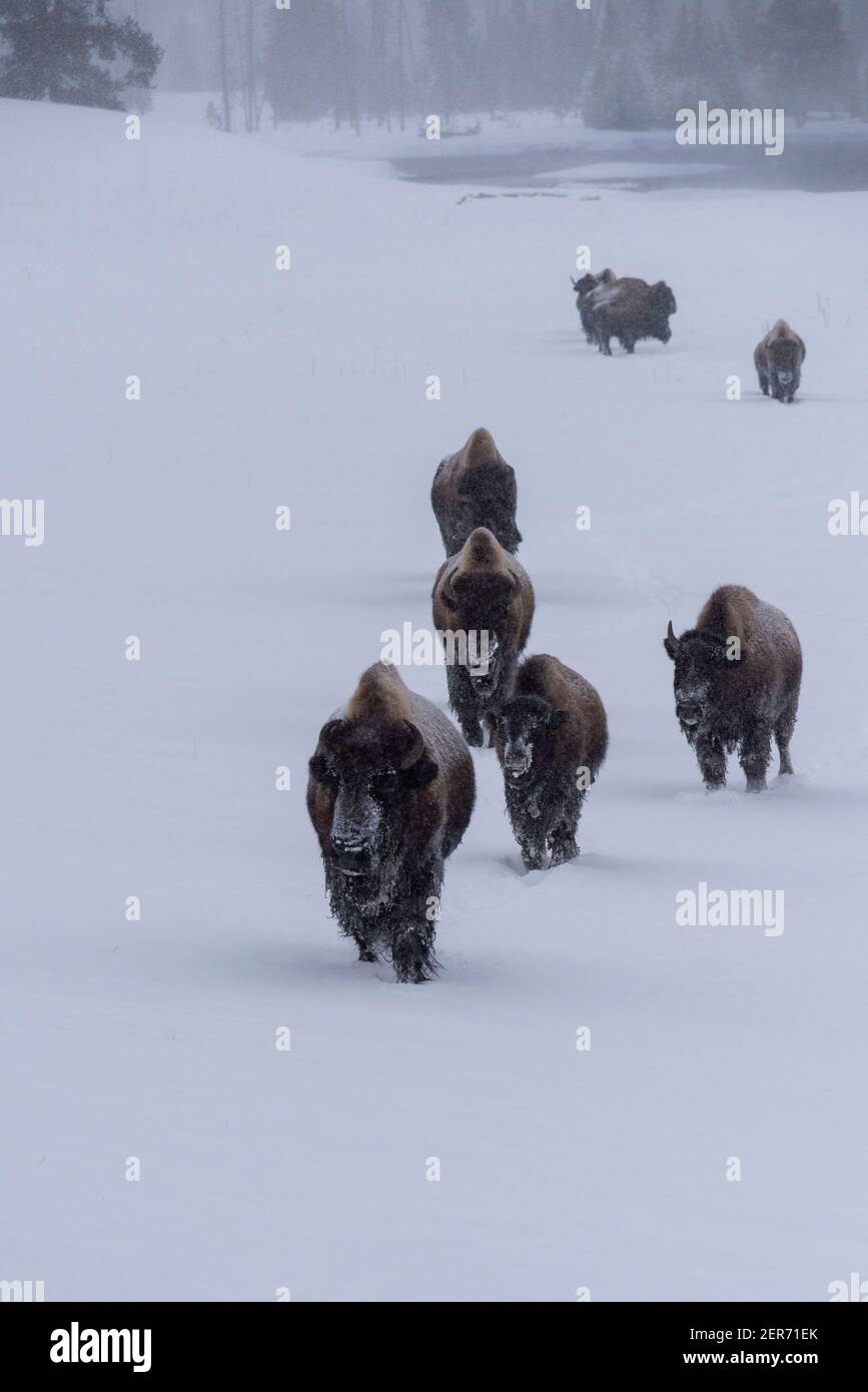 USA, Wyoming, Yellowstone National Park. Bison im Schnee (WILD: Bison Bison) das größte Säugetier in Nordamerika. Stockfoto