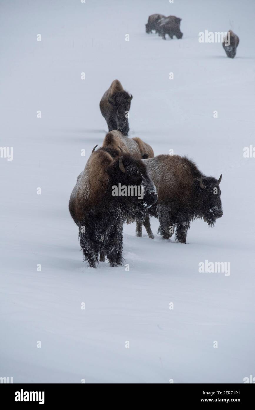 USA, Wyoming, Yellowstone National Park. Bison im Schnee (WILD: Bison Bison) das größte Säugetier in Nordamerika. Stockfoto
