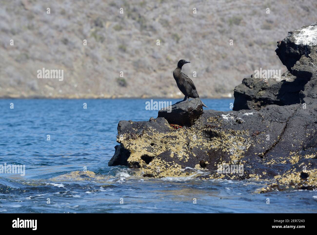 Flightless Cormorant oder Galapagos Cormorant (Phalacrocorax harrisi), Tagus Cove, Isabela Island, Galapagos Islands, Ecuador Stockfoto