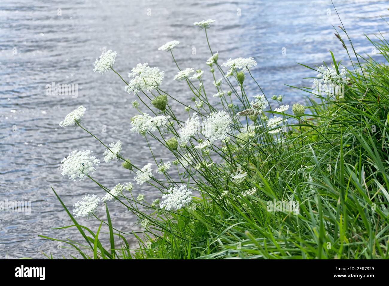 Weiße, wilde Daucus-Karota-Blüten wachsen über dem Wasser. Wilde Karottenzweige mit winzigen weißen Blüten im Sommer. Nahaufnahme, selektiver Fokus. Stockfoto