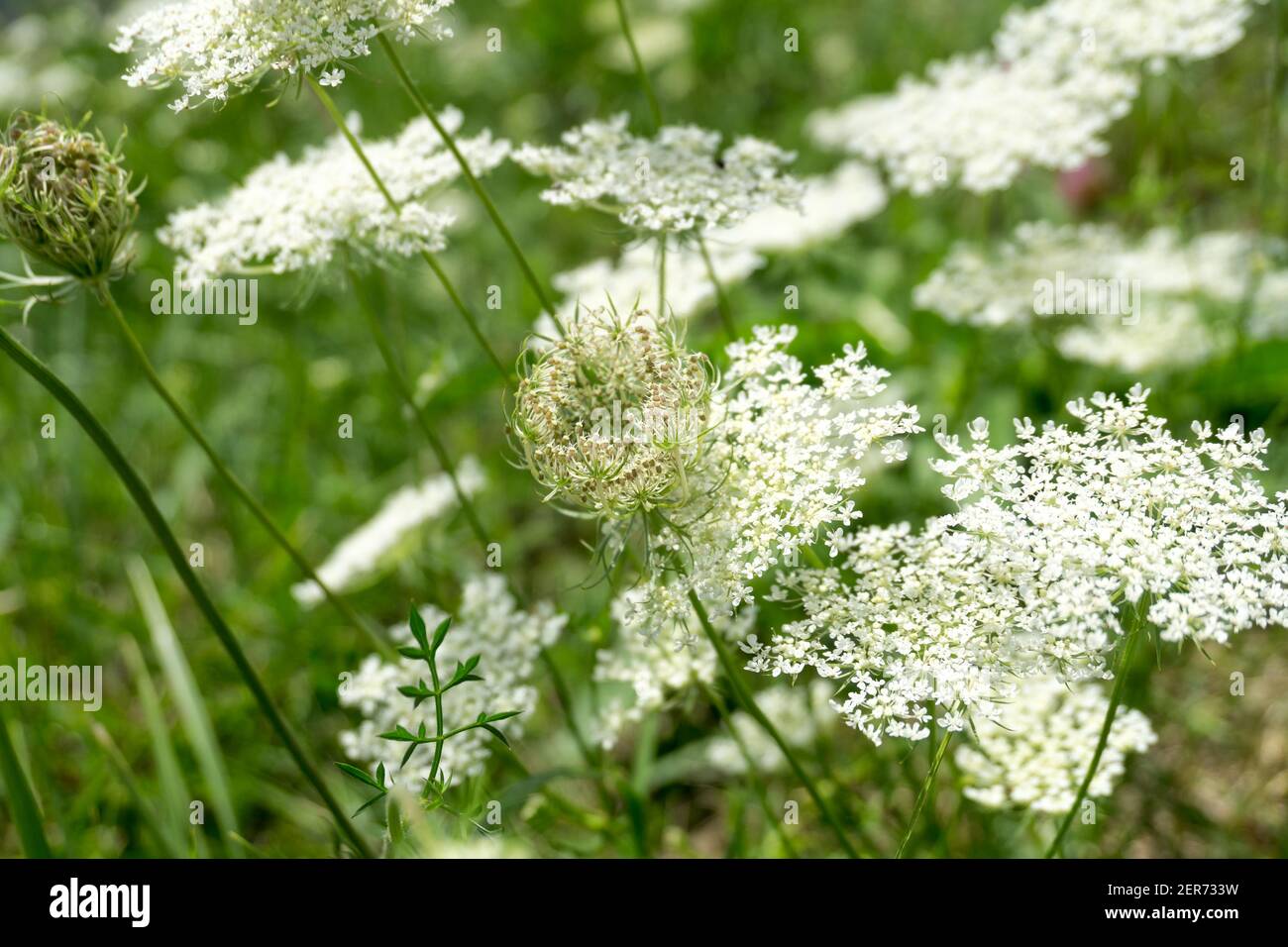 Weiße, wilde Daucus-Karota-Blüten wachsen über dem Wasser. Wilde Karottenzweige mit winzigen weißen Blüten im Sommer. Nahaufnahme, selektiver Fokus. Stockfoto