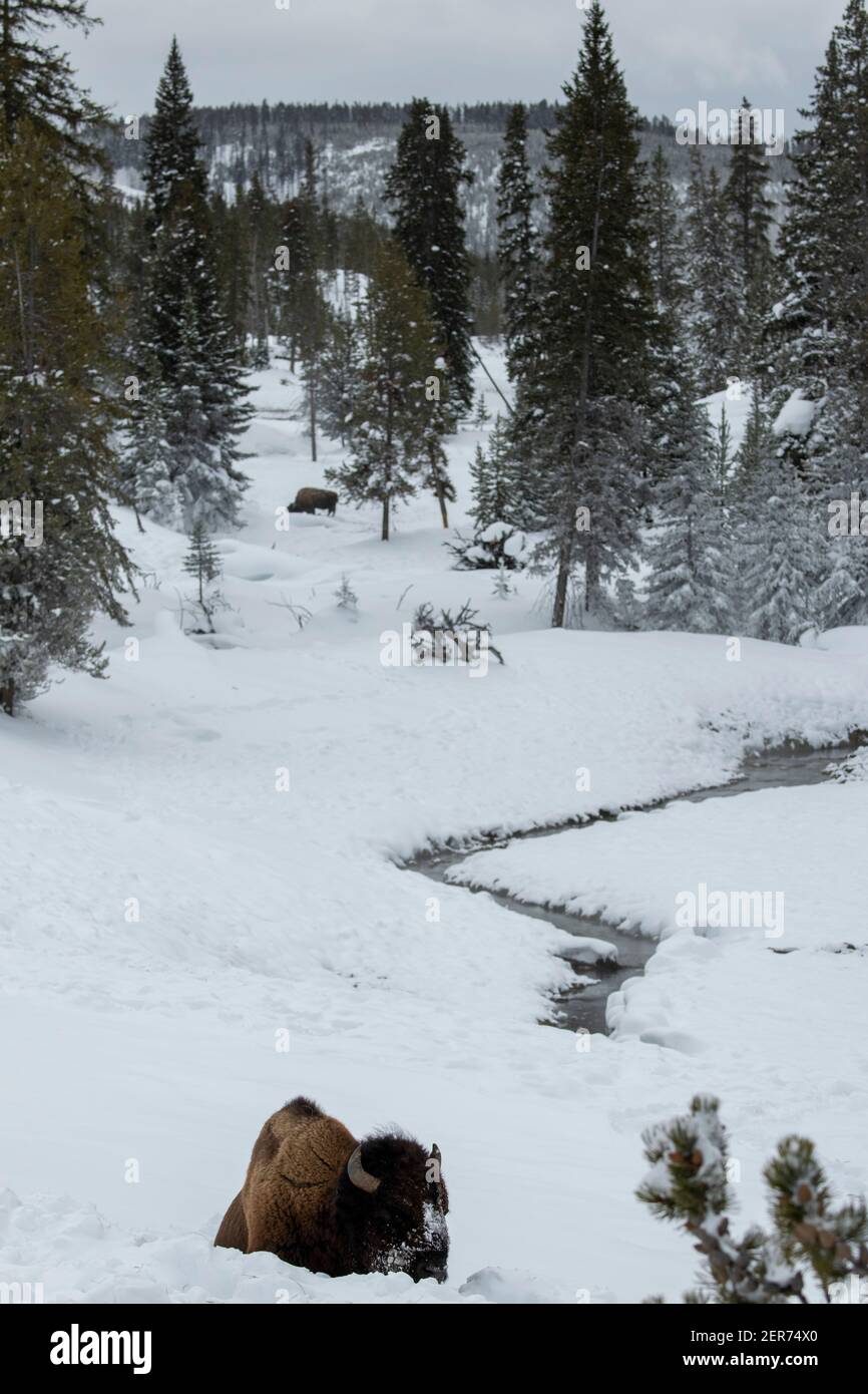 USA, Wyoming, Yellowstone National Park. Bison im Schnee (WILD: Bison Bison) mit gefrorenem Fluss in der Ferne. Stockfoto