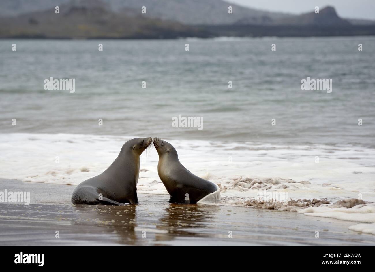 Galápagos Seelöwen (Zalophus wollebaeki) spielen in den Wellen auf Playa Espumilla, Santiago Island, Galapagos Inseln, Ecuador Stockfoto