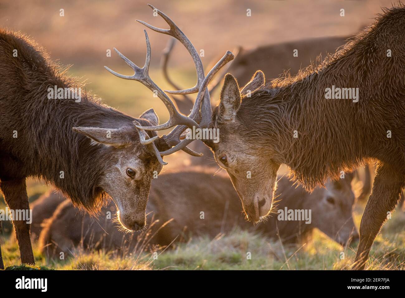 Zwei männliche Hirsche treffen Geweihe in der Brunftzeit, hinterleuchtet von Winter-Sonnensine Stockfoto
