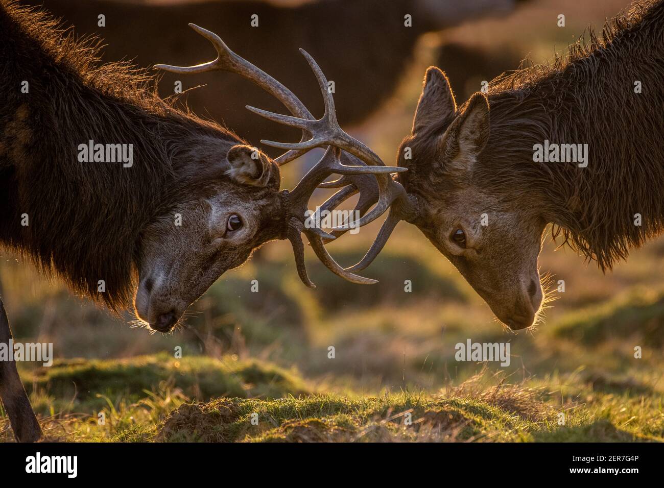 Zwei männliche Hirsche treffen Geweihe in der Brunftzeit, hinterleuchtet von Winter-Sonnensine Stockfoto