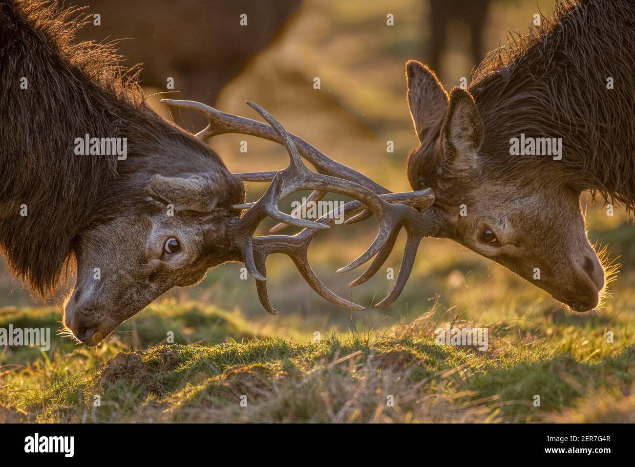 Zwei männliche Hirsche treffen Geweihe in der Brunftzeit, hinterleuchtet von Winter-Sonnensine Stockfoto