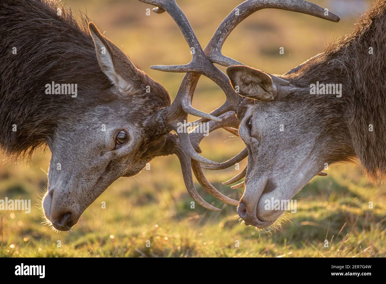 Zwei männliche Hirsche treffen Geweihe in der Brunftzeit, hinterleuchtet von Winter-Sonnensine Stockfoto