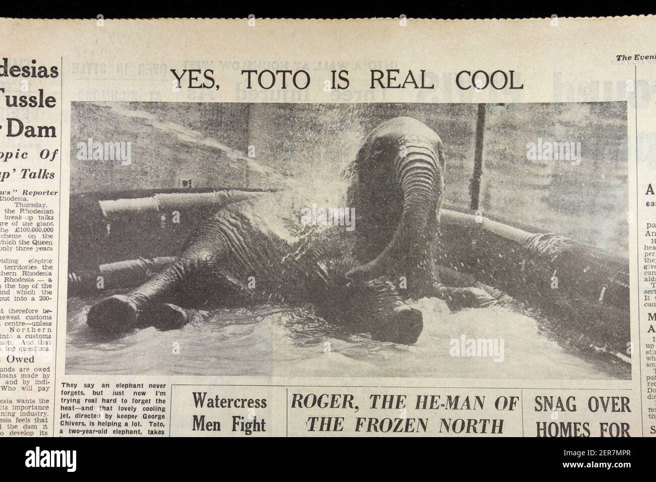 Foto von Toto, dem Elefanten, der in der Zeitung Evening News (Donnerstag, 13th. Juni 1963) ein Bad nimmt, London, Großbritannien. Stockfoto