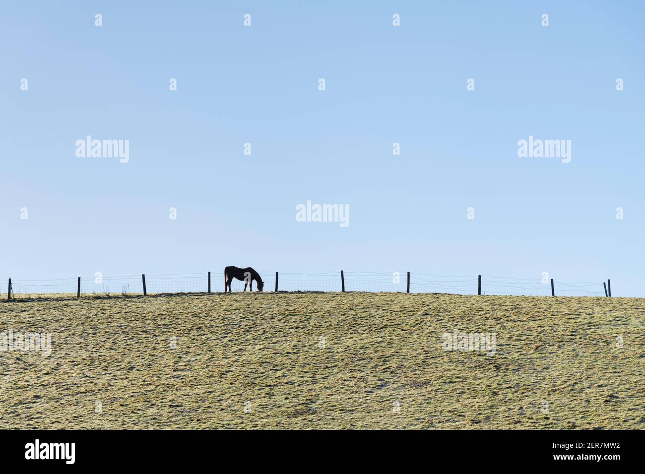 Silhouette von einzelnen isolierten Pferd grasen in einem Hügel Feld von frühmorgendlichen Frühlings Sonnenschein beleuchtet. Für Pferdesport Angelegenheiten, Pferdebesitz. Stockfoto