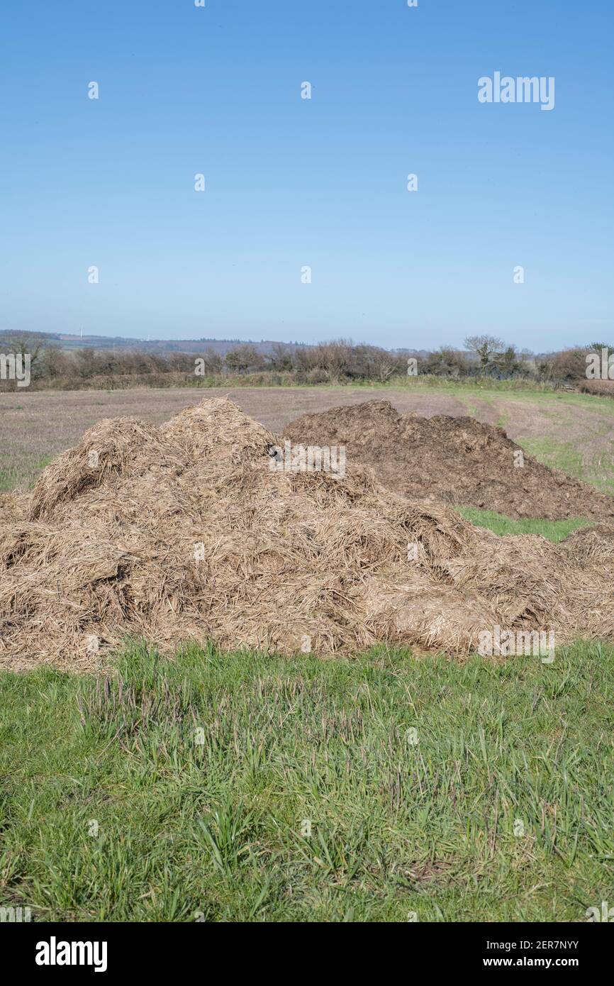 Haufen von Bauernhofmist / Misthaufen in einem Feld am sonnigen Frühlingstag. Kein Zweifel wird für Feld top Dressing oder Düngung Boden / Land verwendet werden. Stockfoto