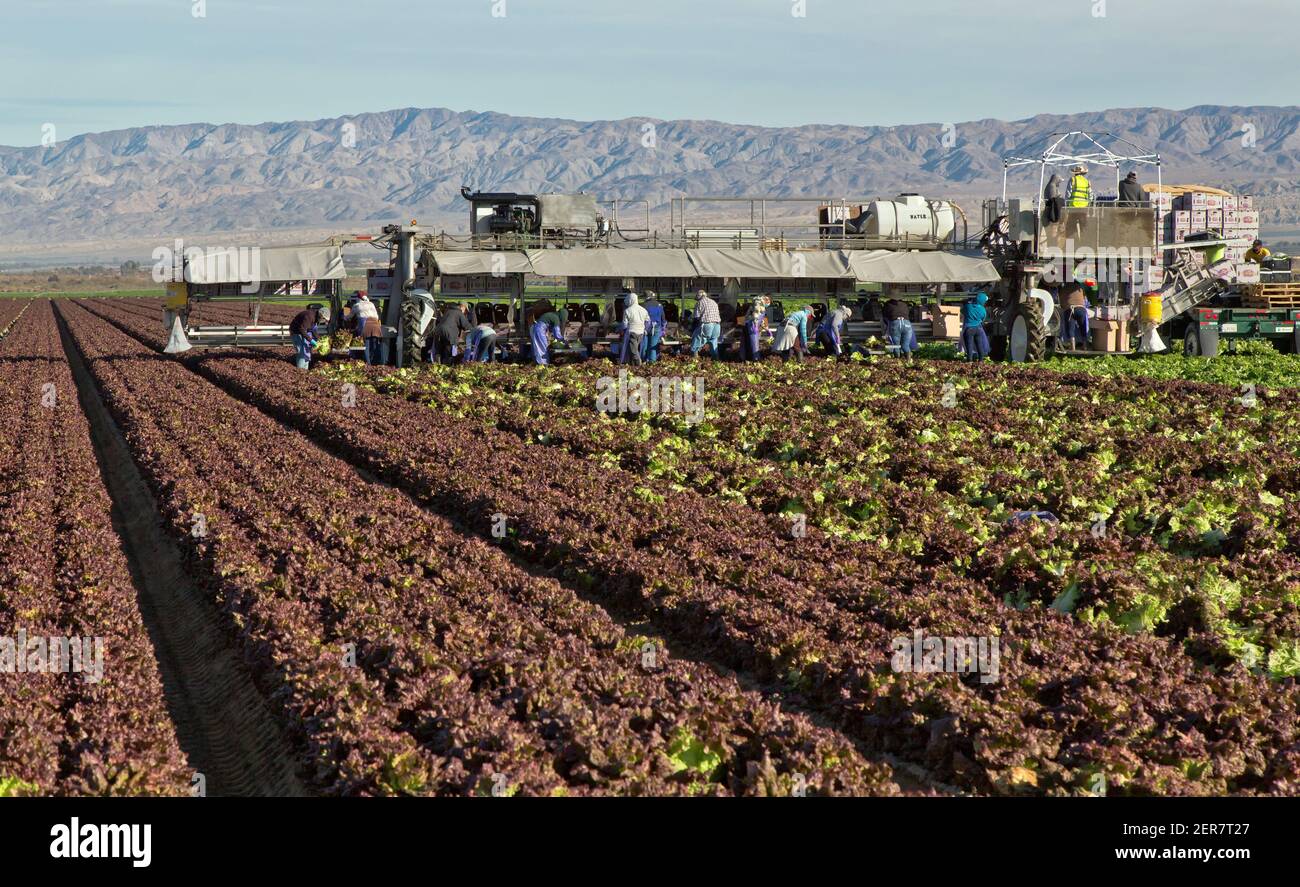 Hispanische Feldarbeiter ernten und verpacken die Bio-Blattsalaternte „Lactuca sativa“, frühmorgens hell. Stockfoto