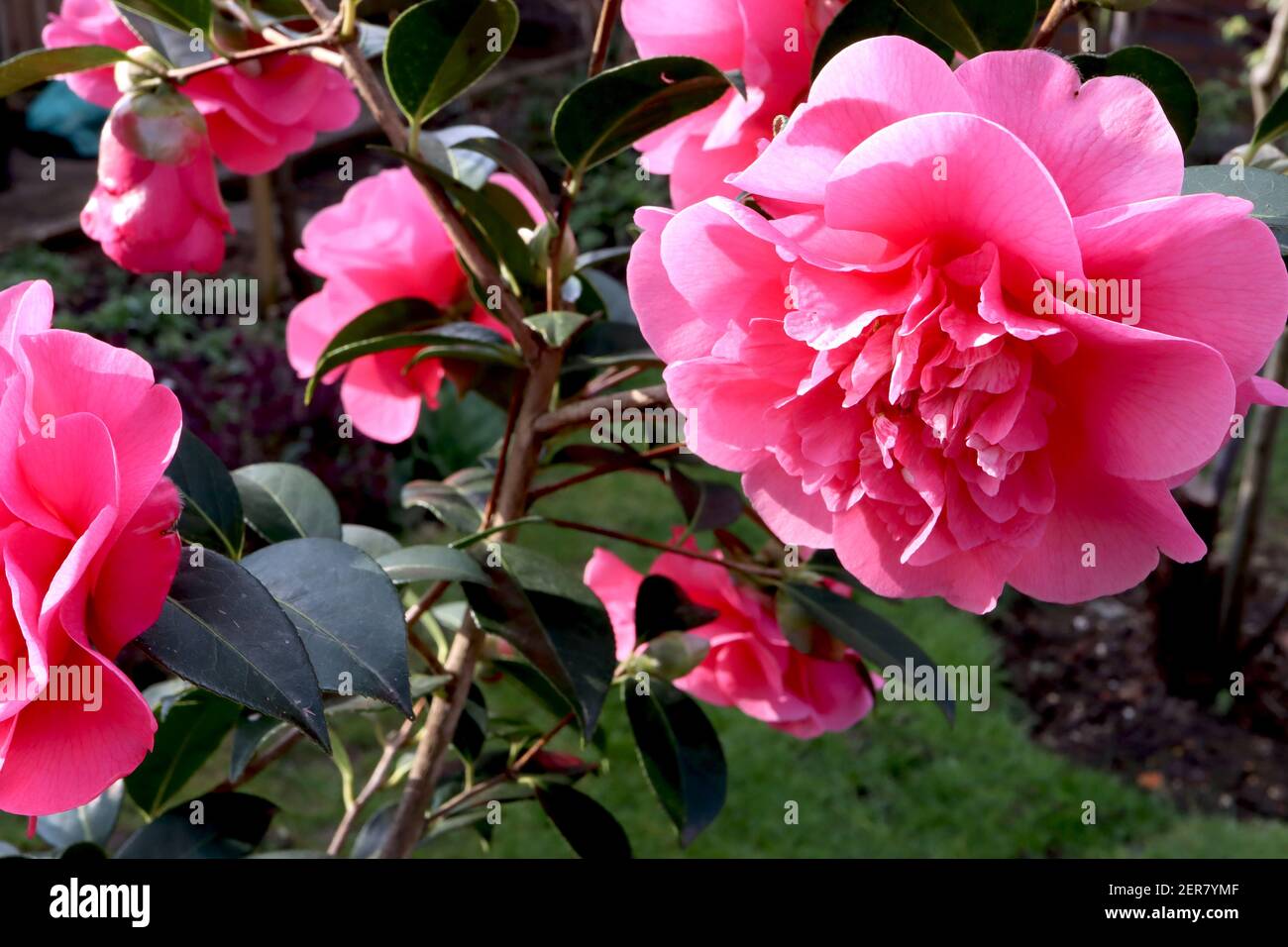 Camellia x williamsii ‘Anticipation’ Anticipation Camellia – große Pfingstrose Form tiefrosa Doppelblume, Februar, England, Großbritannien Stockfoto