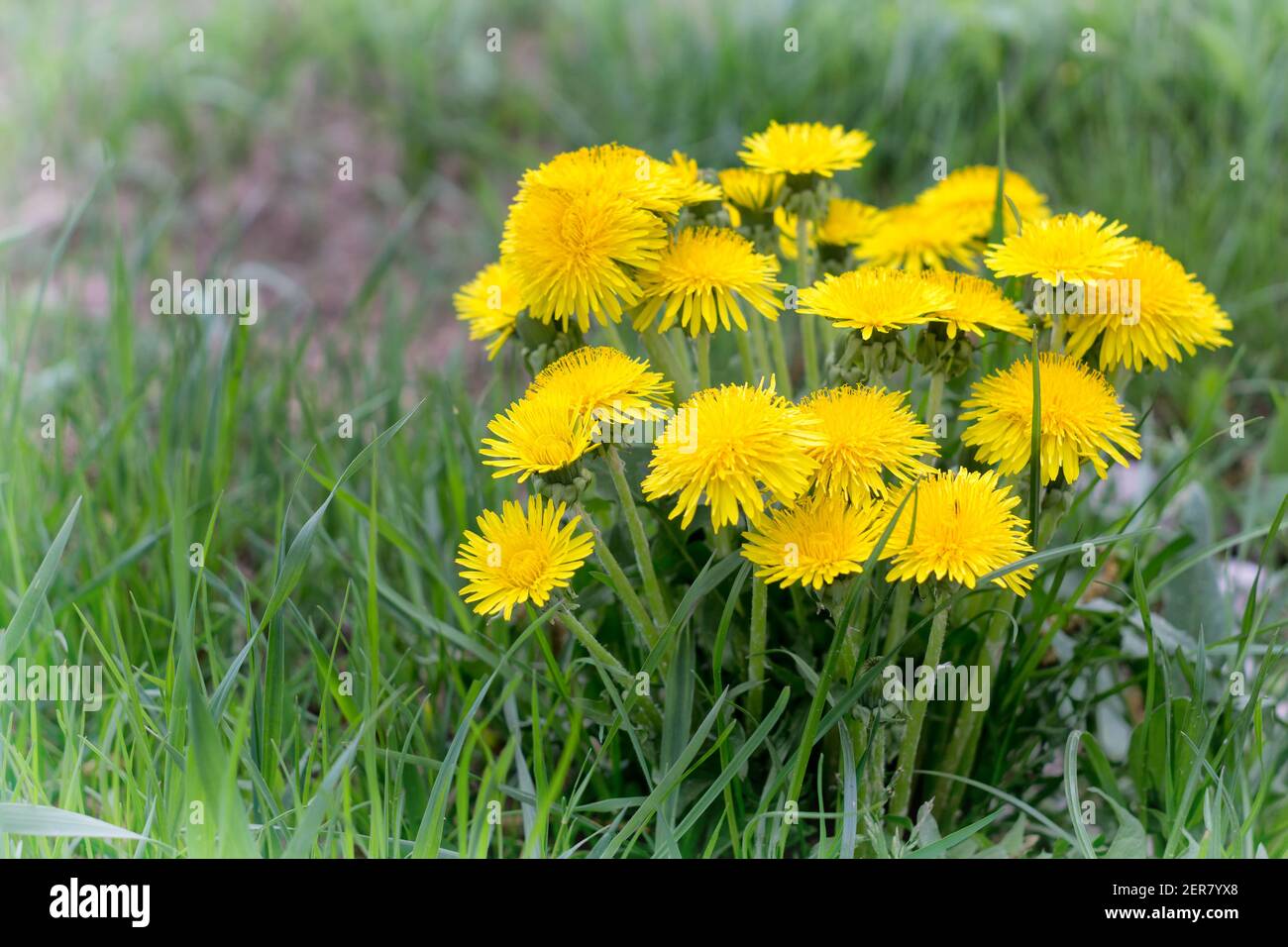 Gelbe Löwenzahn blüht im grünen Gras. Blühende Frühlingswiese. Nahaufnahme. Stockfoto