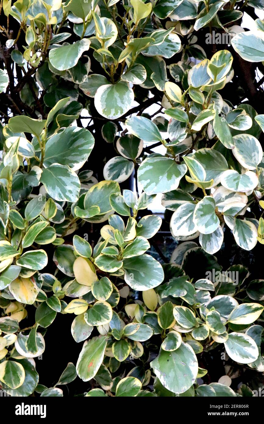 Griseliana littoralis ‘Variegata’ neuseeländische Laubvariegata – bunt marmorierte Blätter, Februar, England, Großbritannien Stockfoto