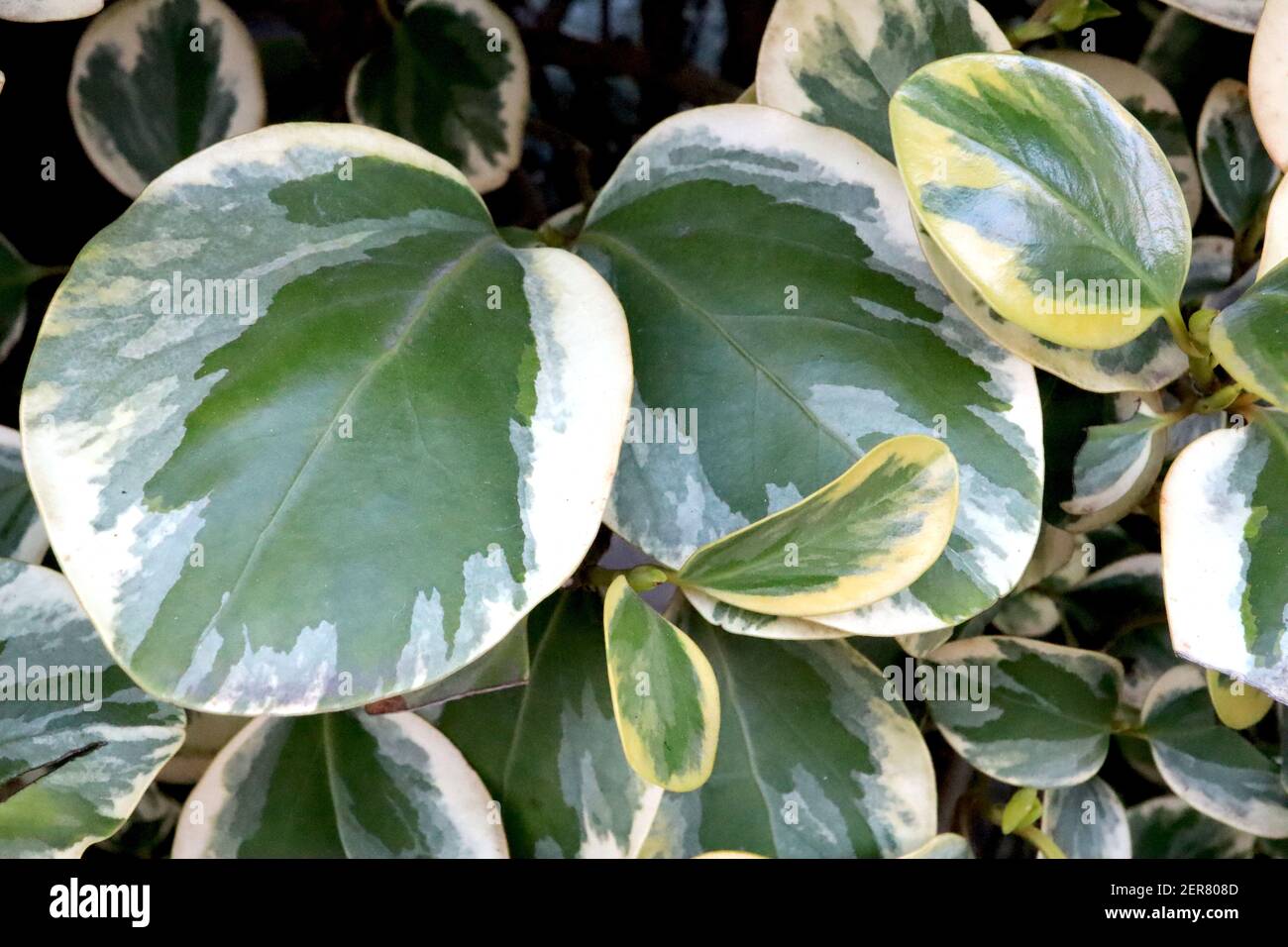 Griseliana littoralis ‘Variegata’ neuseeländische Laubvariegata – bunt marmorierte Blätter, Februar, England, Großbritannien Stockfoto