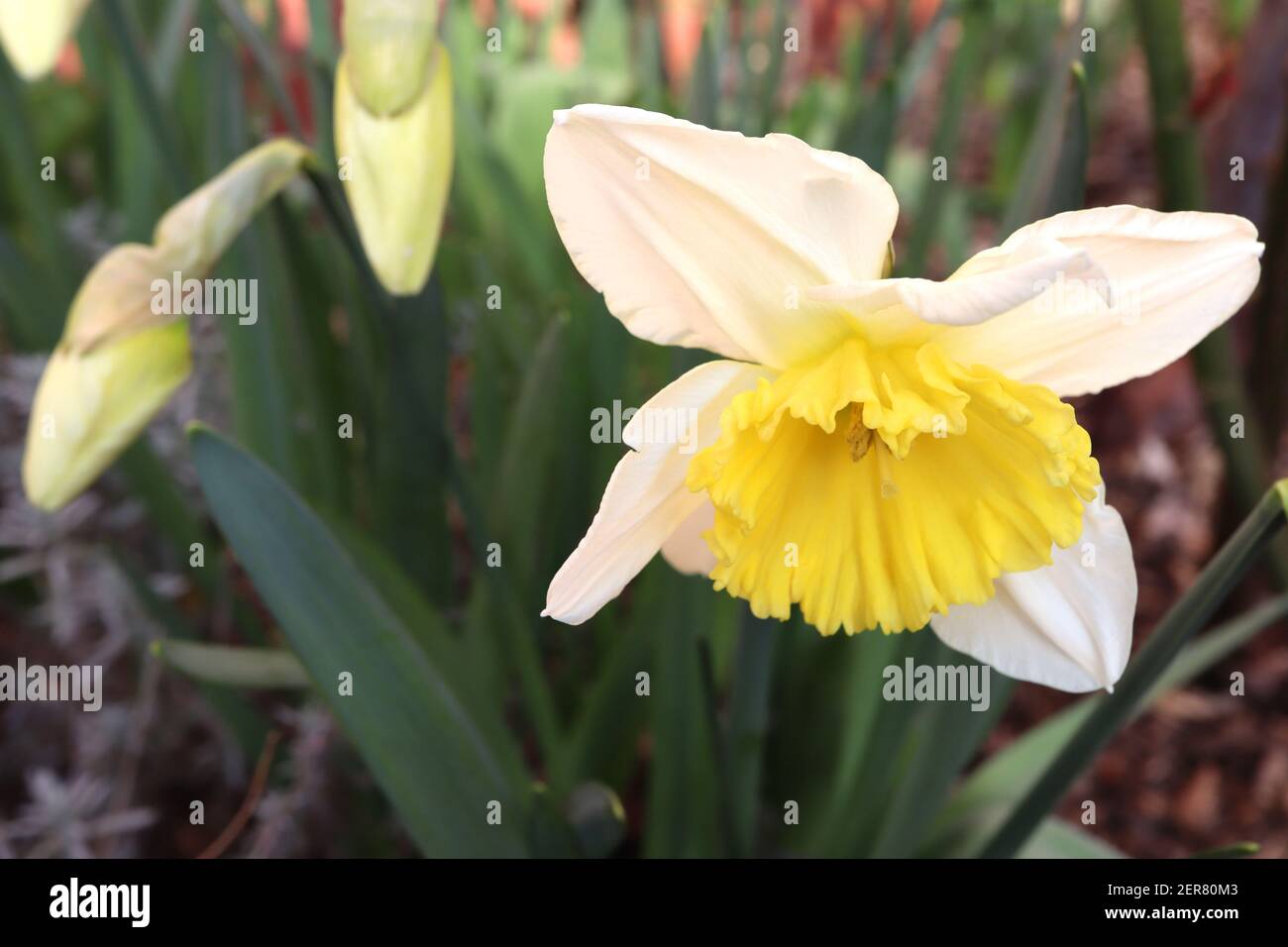 Narcissus ‘Ice Follies’ Division 2 großschalige Narzissen-Narzissen mit zitronengelben Blütenblättern und goldgelber Trompete, Februar, England, Großbritannien Stockfoto