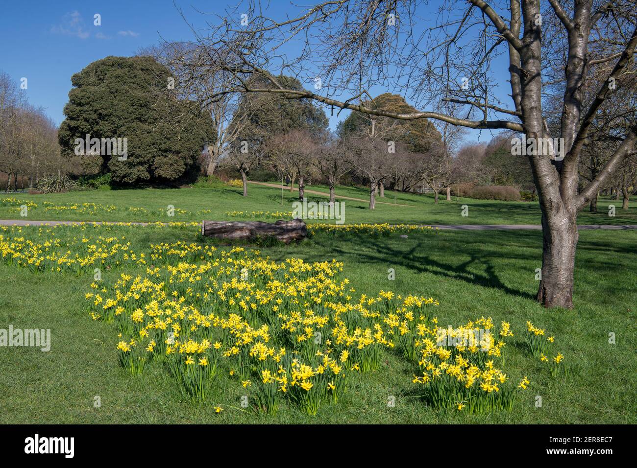 Spring Narzissen Regents Park London England Stockfoto