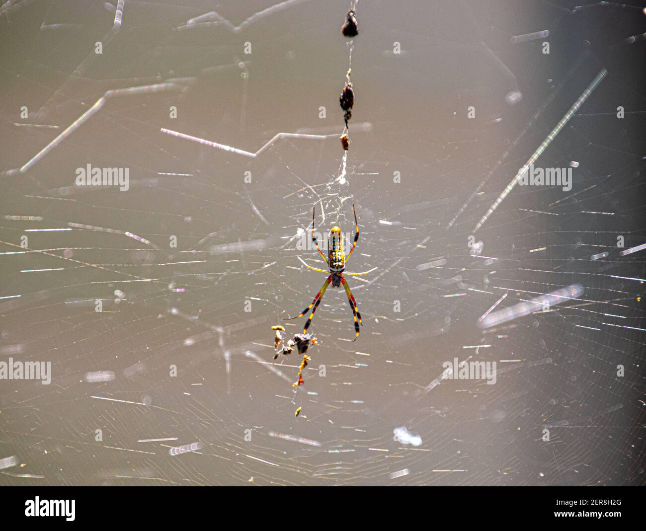 Eine einzelne Wankspinne im Netz Stockfoto