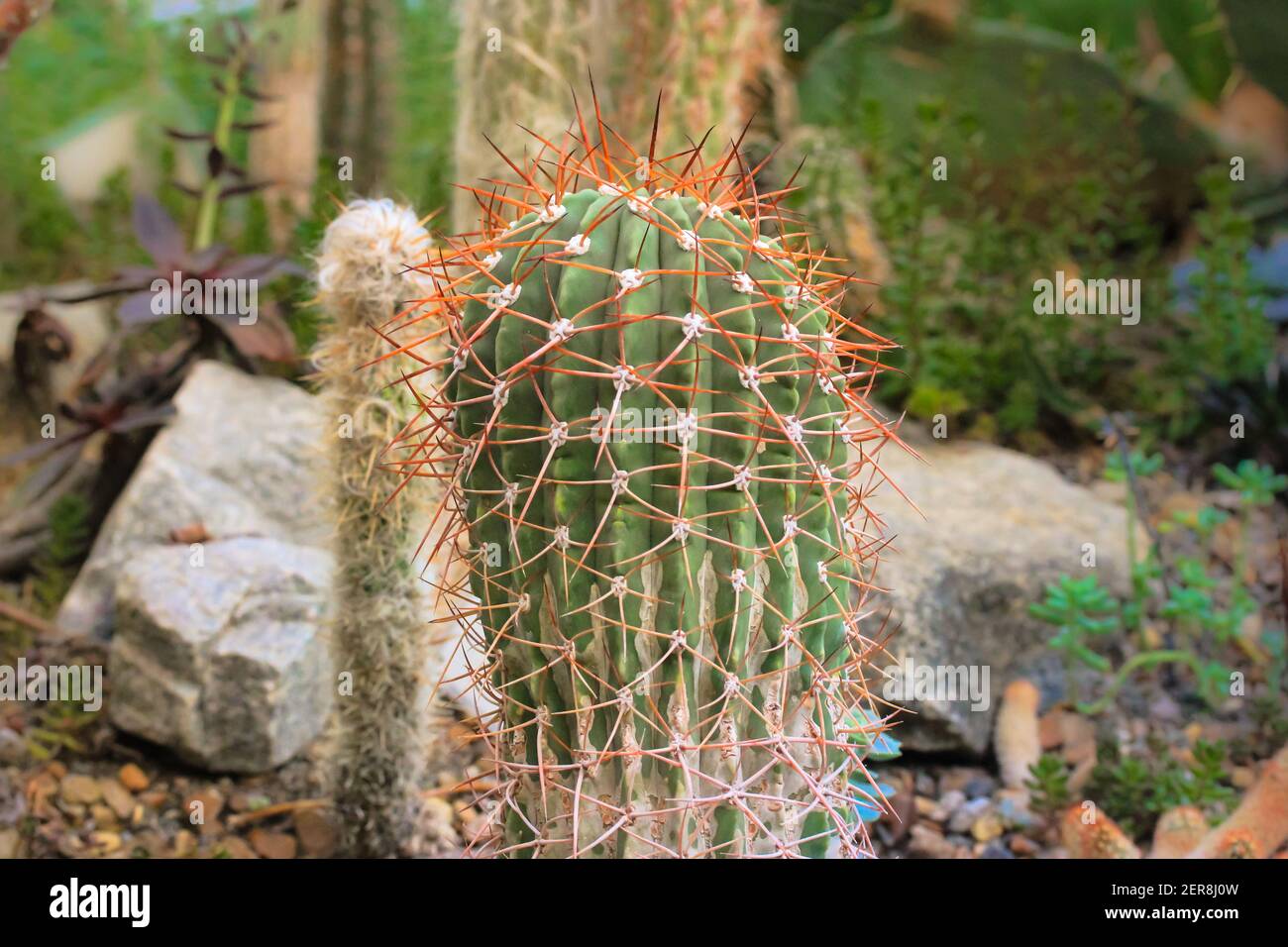 Grner Kaktus mit roten scharfen Stacheln in einem Gewchshaus vor  verschwommenem Hintergrund. Pflanzen der Neuen Welt. Kakteen zu Hause oder  im Garten anbauen. Hi Stockfotografie - Alamy