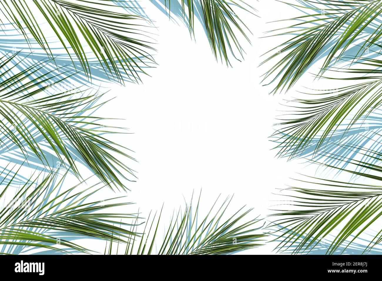 Palmblätter auf blauem Hintergrund mit den Schatten Stockfoto