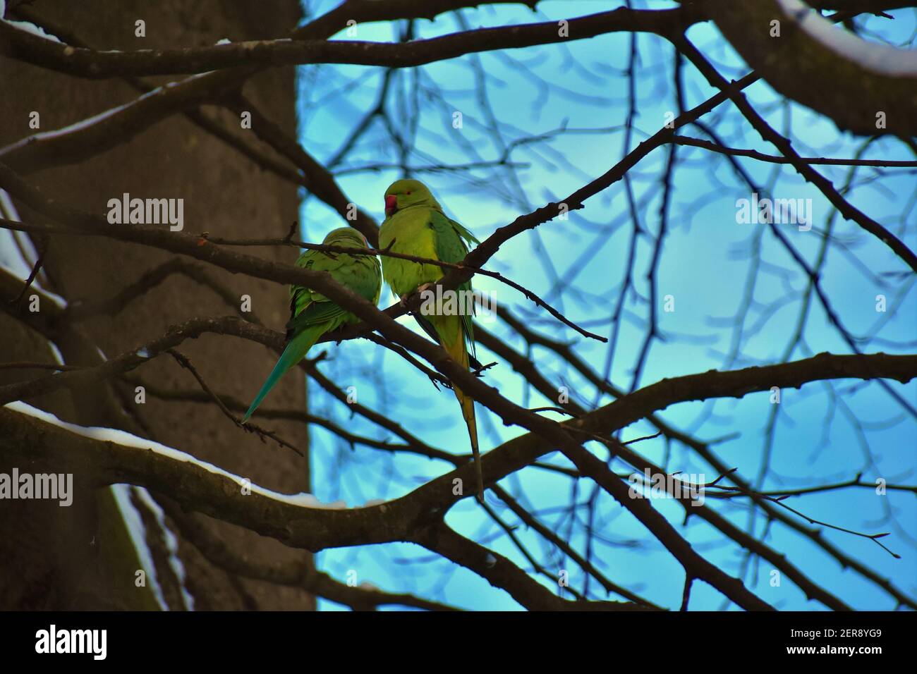 Love Birds Stockfoto