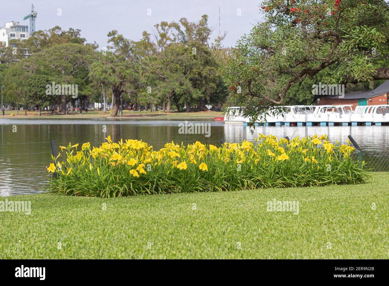 Gelbe Blumen am See in einem Stadtpark. Stockfoto