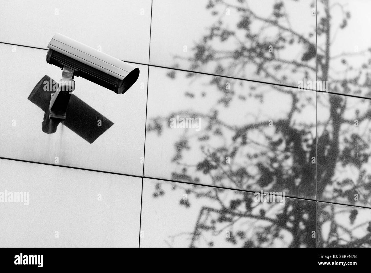 Überwachungskamera schützt einen Baum Stockfoto