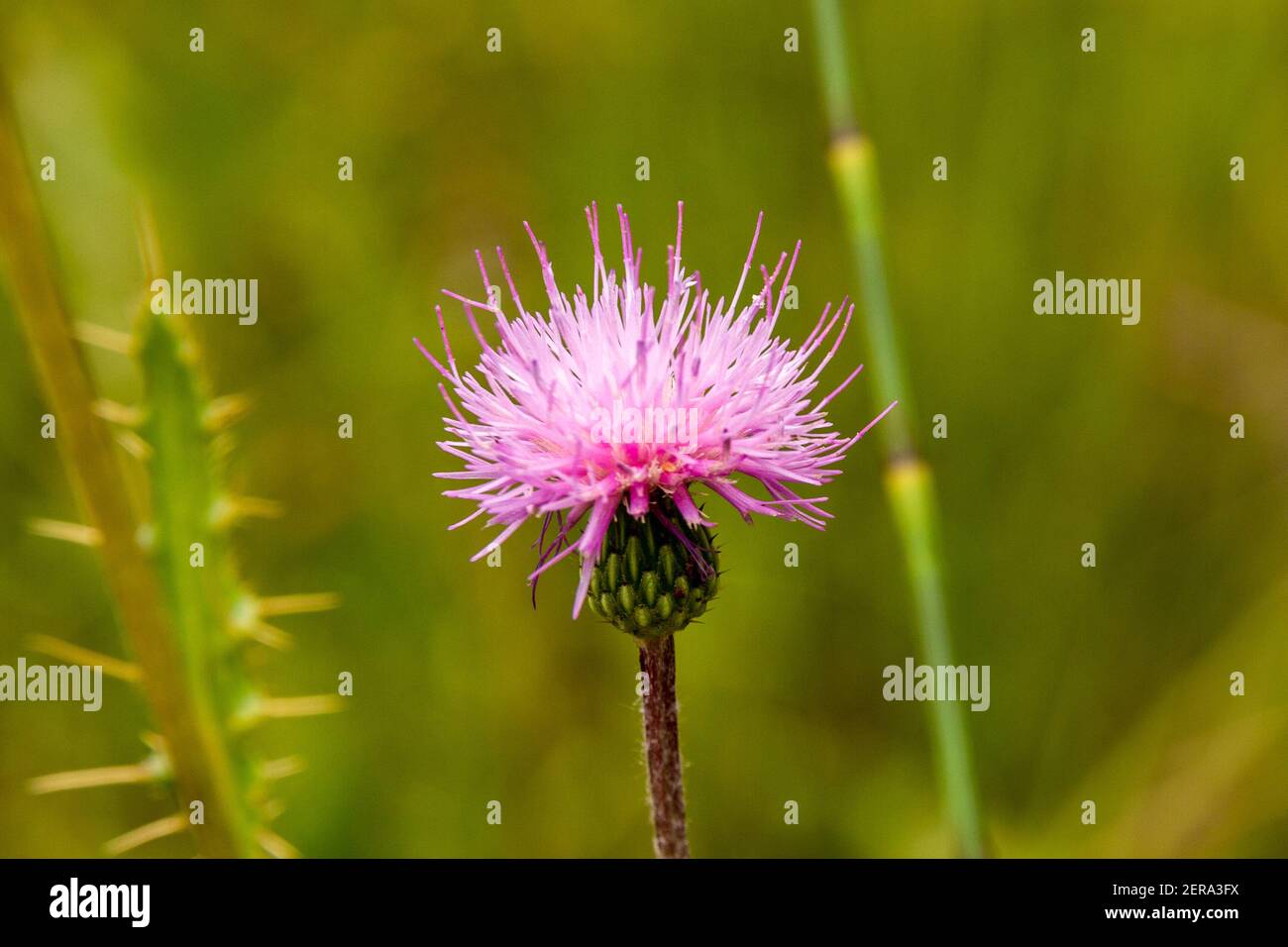 Deatil od eine rosa Distel vor einem verschwommenen grünen Hintergrund Stockfoto
