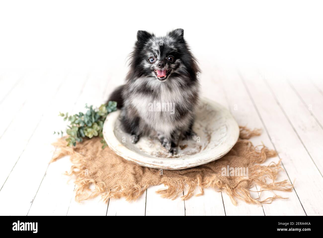 Pommersche Merle Farbe Hund sitzend, gehorsam kleinen Hund in einem Fotostudio Stockfoto