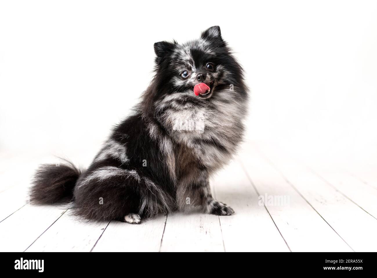 Pommersche Merle Farbe Hund sitzend, gehorsam kleinen Hund in einem Fotostudio Stockfoto
