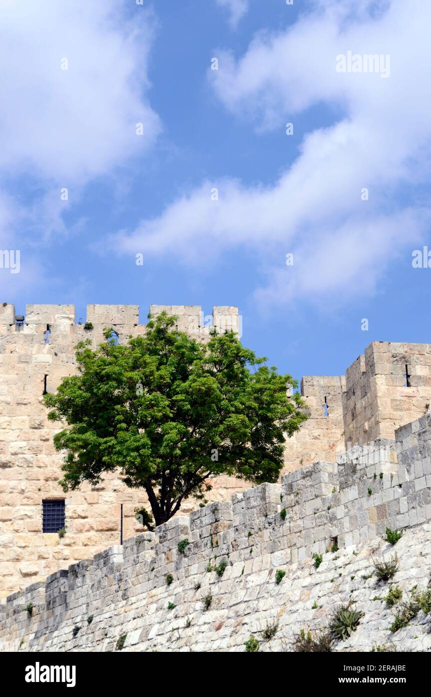 Ein einziger Baum mit frischen grünen Blättern wächst im Frühjahr neben den historischen Stadtmauern der Altstadt von Jerusalem in der Nähe des Jaffa-Tors, Israel Stockfoto