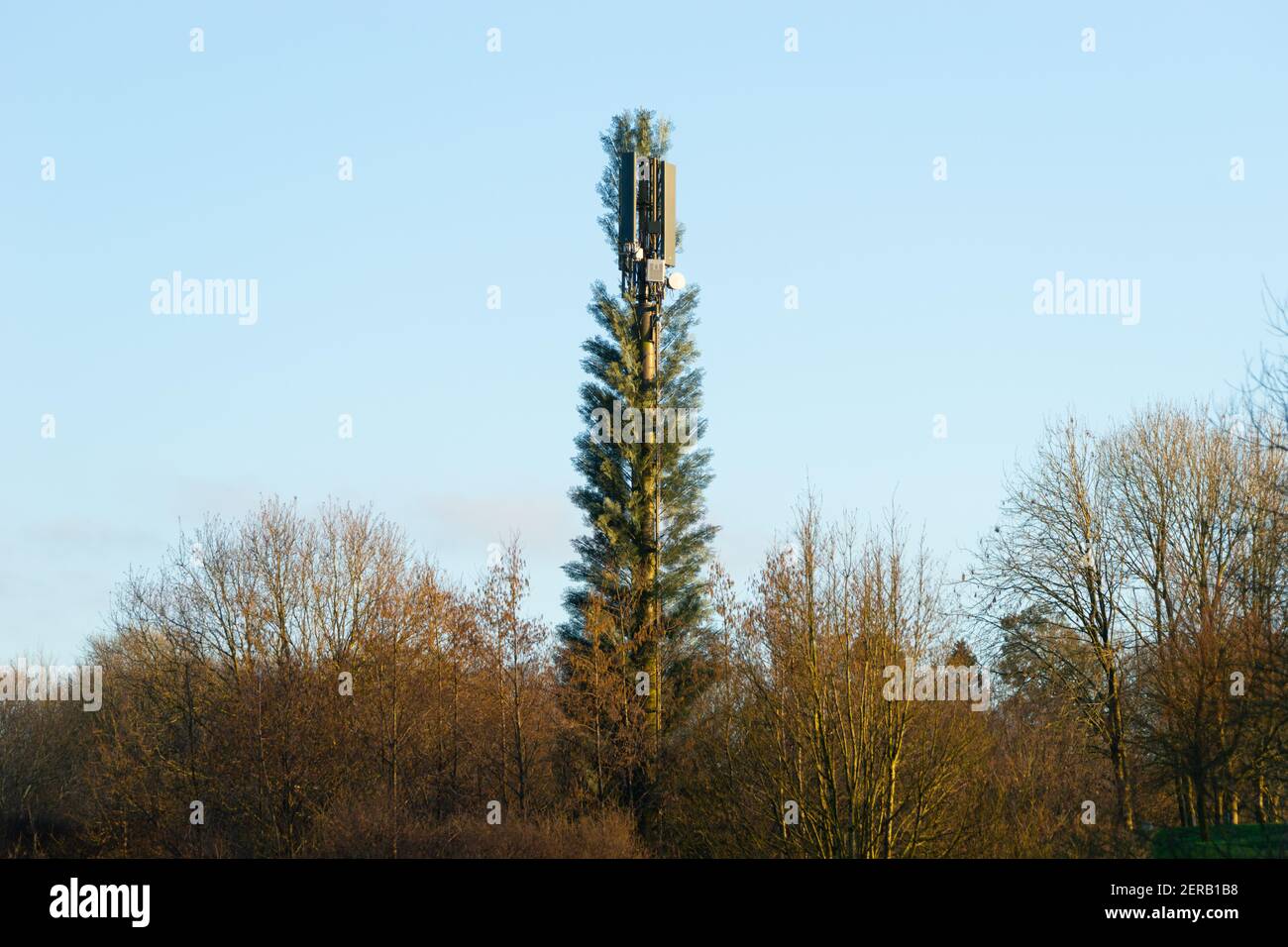 Handy-Handy-Mobilfunkturm verkleidet als ein Baum in einem Versuch, sich in die natürliche Umgebung, England, Großbritannien Stockfoto