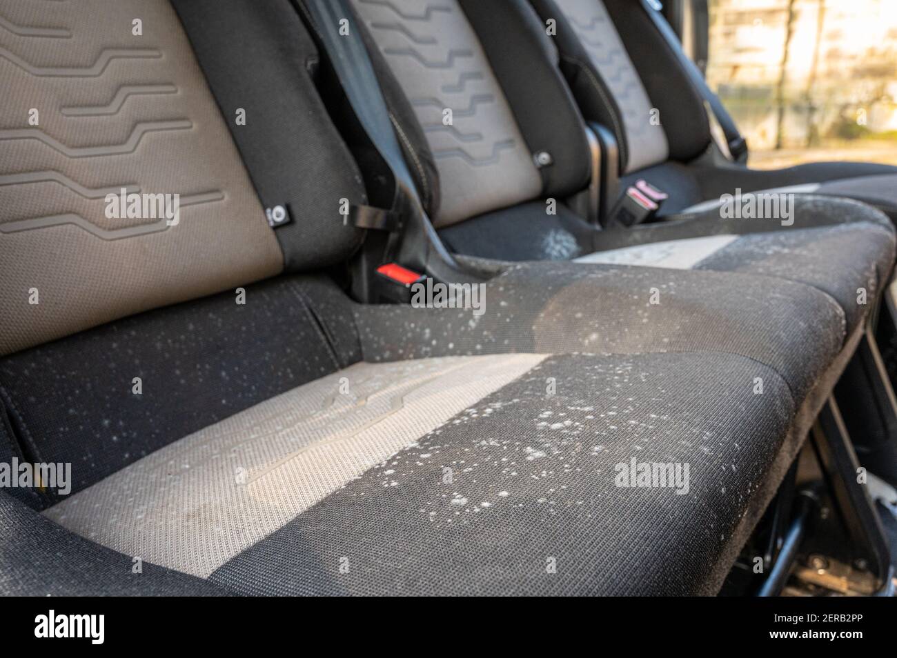 Schimmel und Pilz auf einer Reihe von Autositzen, dass Sind seit mehreren  Monaten ungenutzt geblieben Stockfotografie - Alamy