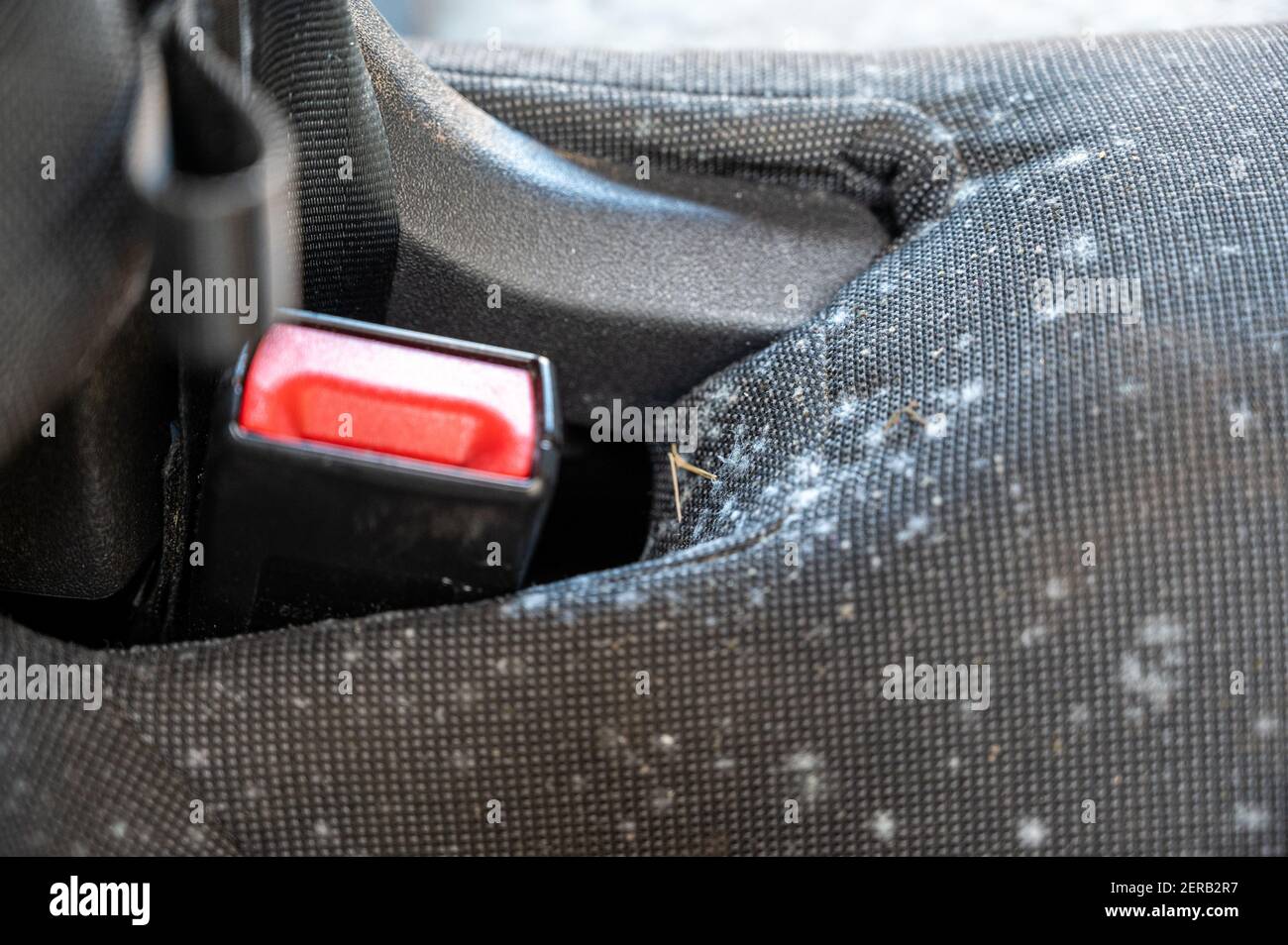 Nahaufnahme von Schimmel, der auf einem Autositz wächst Der  Verankerungspunkt des Sicherheitsgurts, nachdem er nicht für verwendet  wurde Mehrere Monate Stockfotografie - Alamy