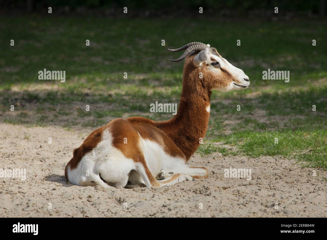 (Nanger Mhorr gazelle Dama mhorr), auch als das dama Gazelle bekannt. Stockfoto