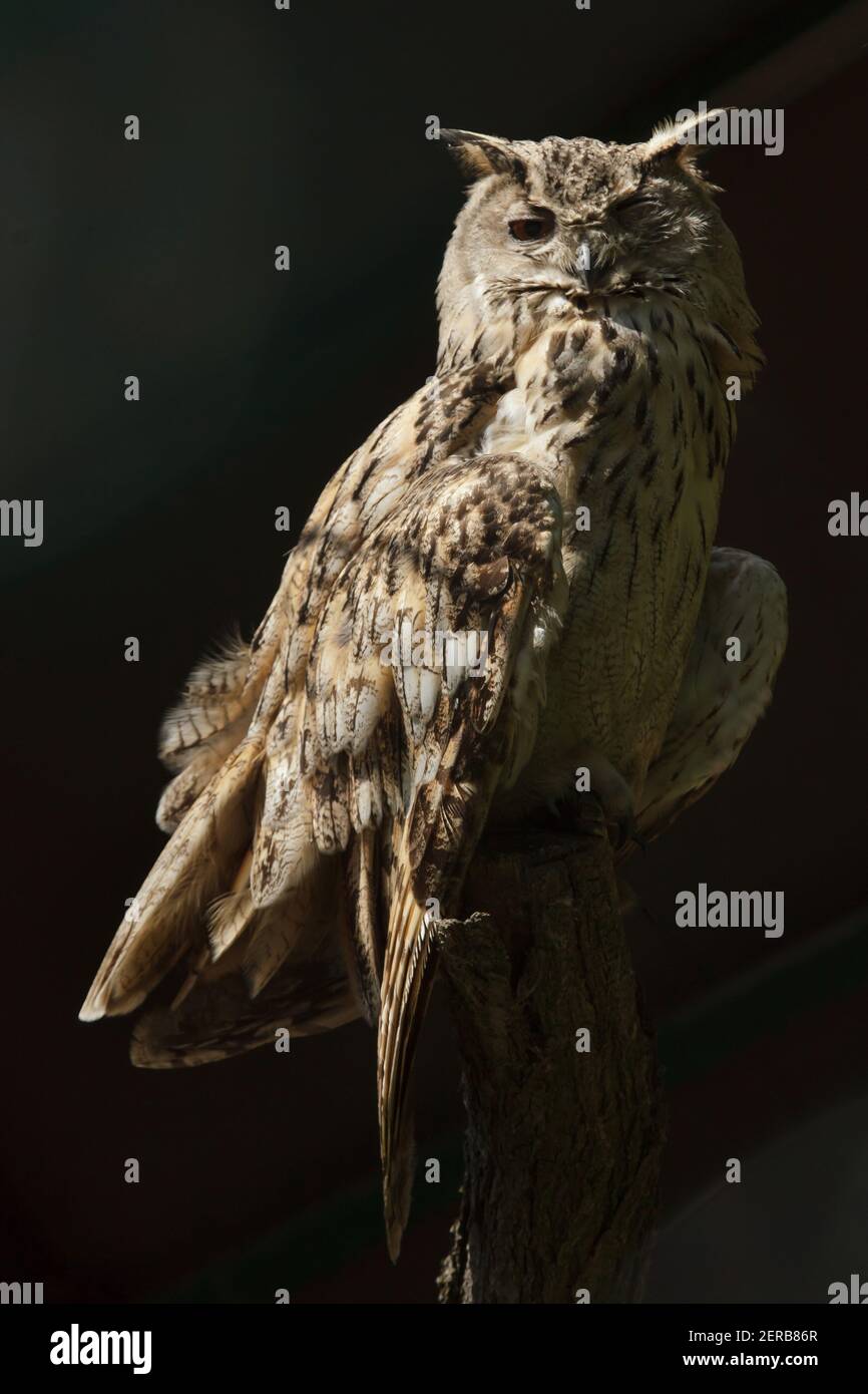 Turkmenischer Adlerkauz (Bubo bubo omissus), auch als turkmenischer Adlerkauz bekannt. Stockfoto